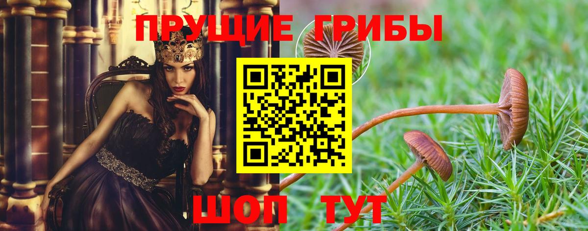 Псилоцибиновые грибы Psilocybine cubensis  Вход с VPN  Рославль 